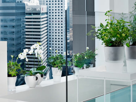 Indoor Gardening: Ideen & Tipps | Connox Blog