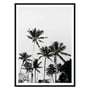 artvoll - Palm Tree 03 Poster mit Rahmen, schwarz, 50 x 70 cm