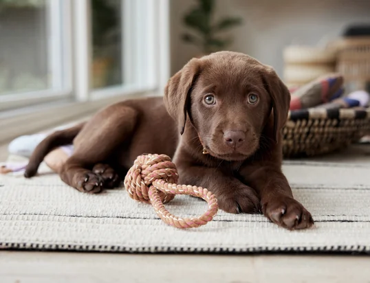 Hundespielzeug Otto von OYOY ZOO