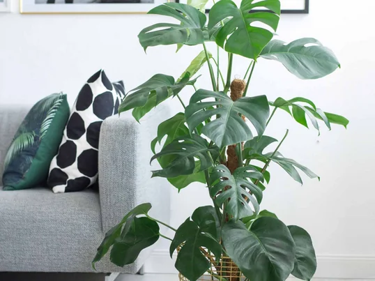 Korbo - Bin 18 - Messing mit Pflanze