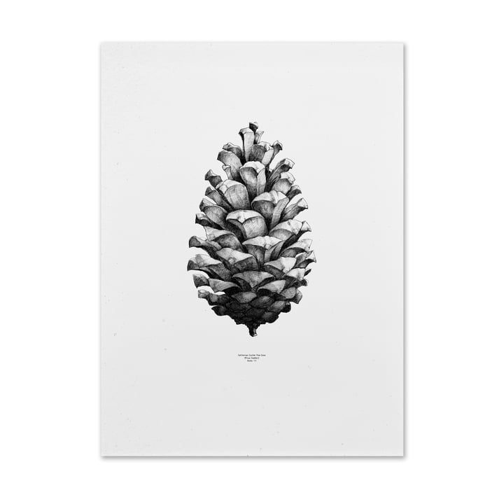 Pine Cone Poster von Paper Collective