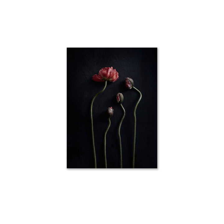 Paper Collective - Stillleben 02 (Red Poppies), 30 x 40 cm