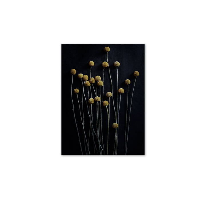 Paper Collective - Stillleben 01 (yellow drumstick), 30 x 40 cm