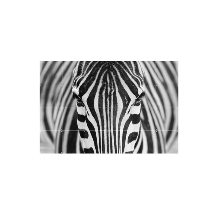 Zebra von IXXI in 120 x 80 cm