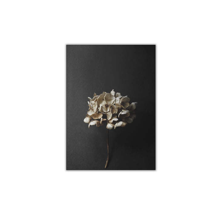 Stillleben 04 (Hydrangea) 30 x 40 cm von Paper Collective