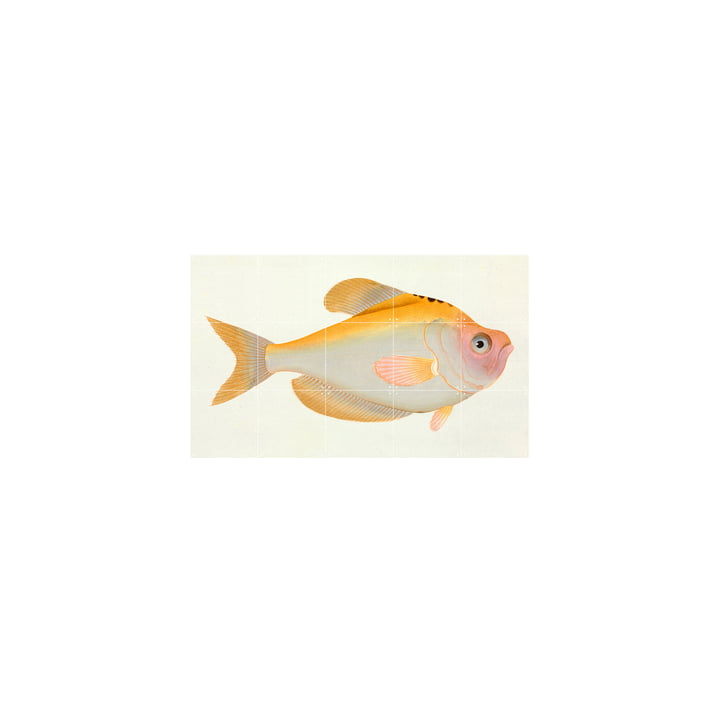 Gelber Fisch (Bloch) 100 x 60 cm von IXXI