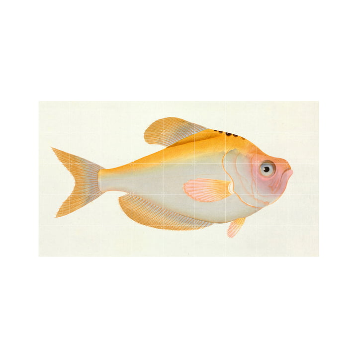 Gelber Fisch (Bloch) 180 x 100 cm von IXXI