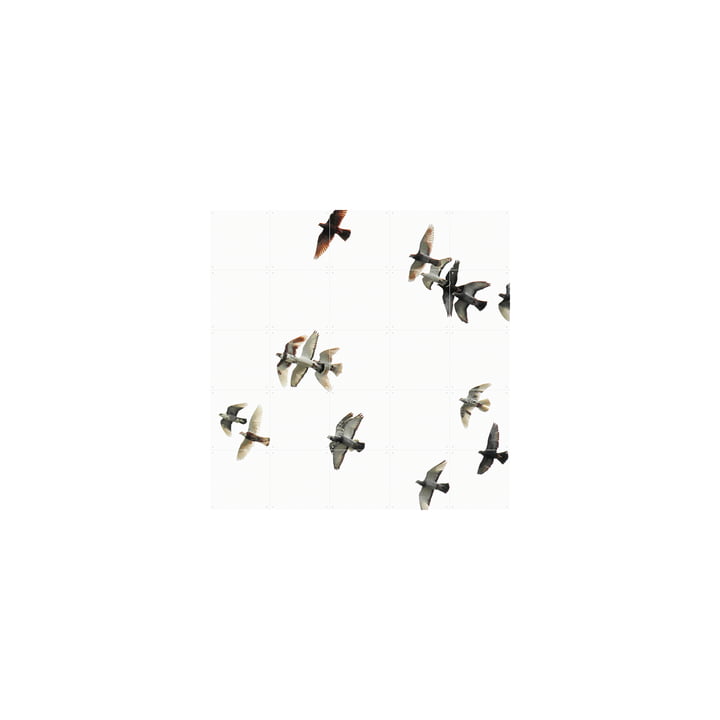 Vogelschwarm (Rakha) 100 x 100 cm von IXXI
