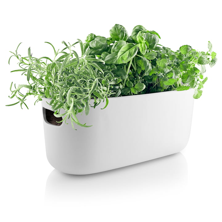 Selbstbewässernder Herb-Organiser von Eva Solo in weiß