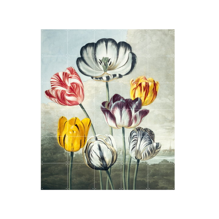 Tulpen Wandbild 100 x 120 cm von IXXI