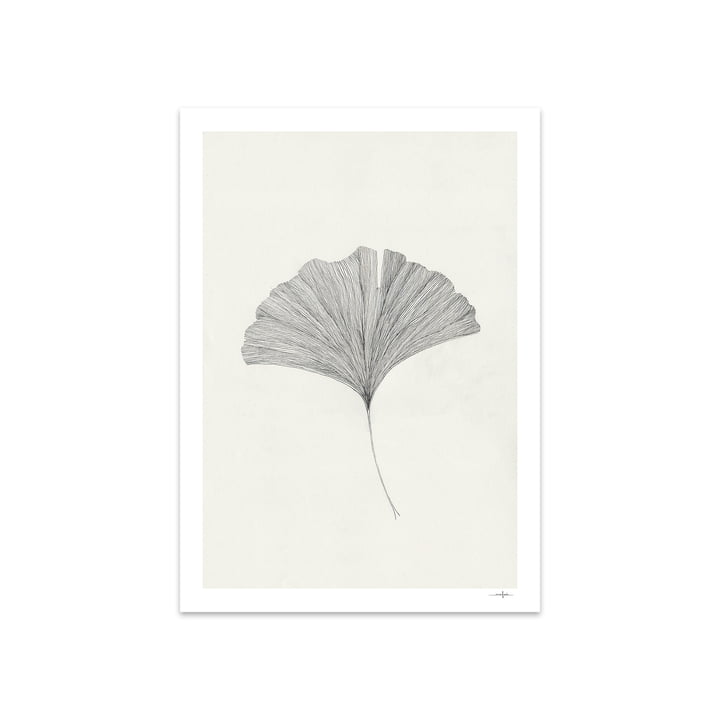 Ginkgo Leaf von Ana Frois, 50 x 70 cm von The Poster Club