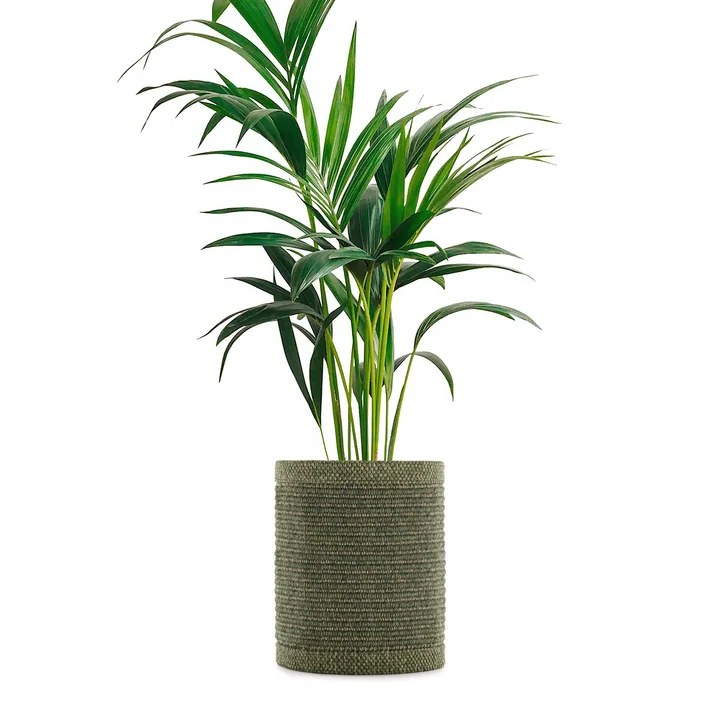 Kleo Blumentopfüberzug von Kartell