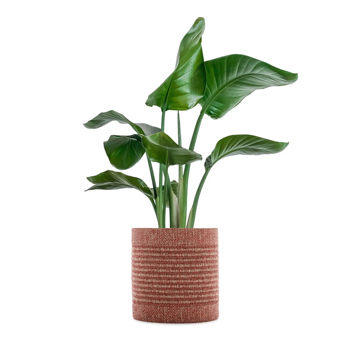 Kleo Blumentopfüberzug von Kartell