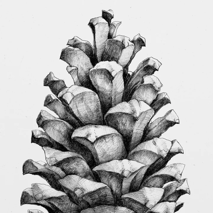 Poster Nature 1:1 Pine Cone von Paper Collective