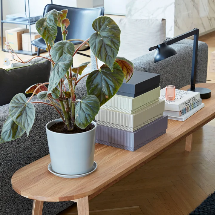 Botanical Family, PC Tischleuchte und Box Box Desktop von HAY