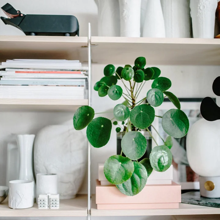 Pilea peperomioides – Trendpflanze aus Asien