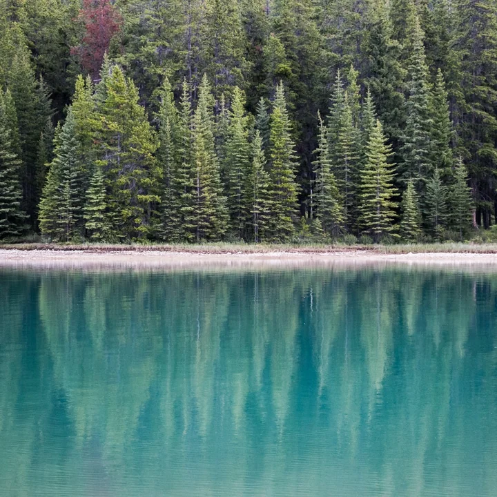 Ambientebild Wald See von Iittala