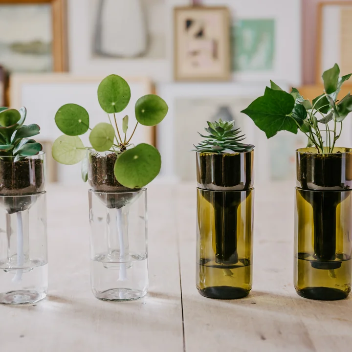 Die unterschiedlichen Self Watering Bottle Blumentöpfe von side by side mit kleinen Pflanzen