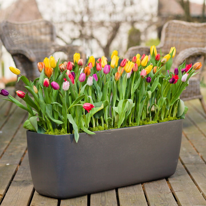 Der längliche Osaka Pflanzentopf von Eternit mit Tulpen