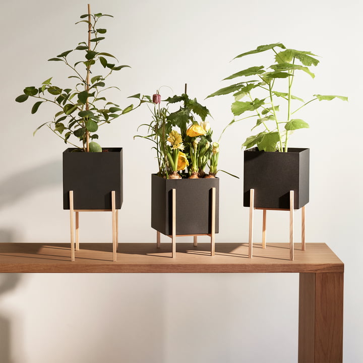 Der Botanic Pot von Design House Stockholm in verschiedenen Höhen