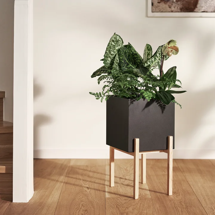 Der kontrastreiche Botanic Pedestal Pot von Design House Stockholm