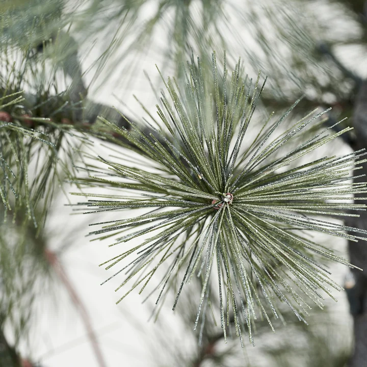 Peuce Weihnachtsbaum von House Doctor