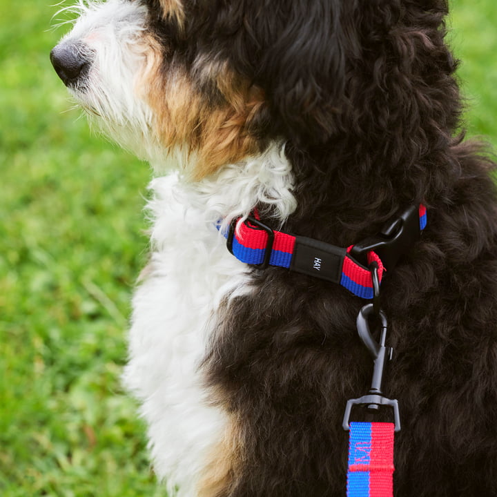 Dogs Hundehalsband, M/L rot / blau von Hay