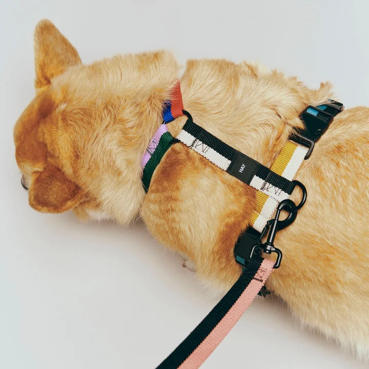 HAY - Dogs Hundegeschirr, M, multi