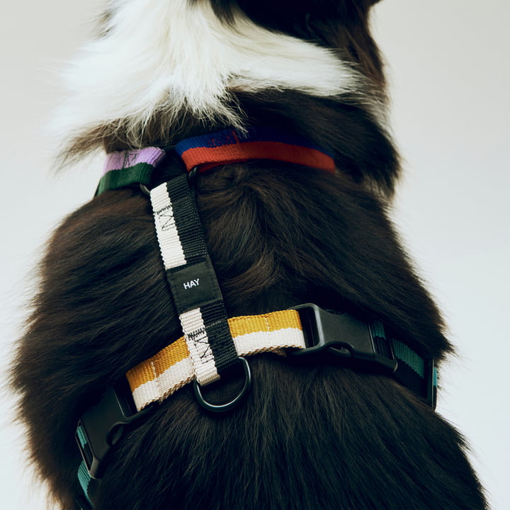 HAY - Dogs Hundegeschirr, M, multi