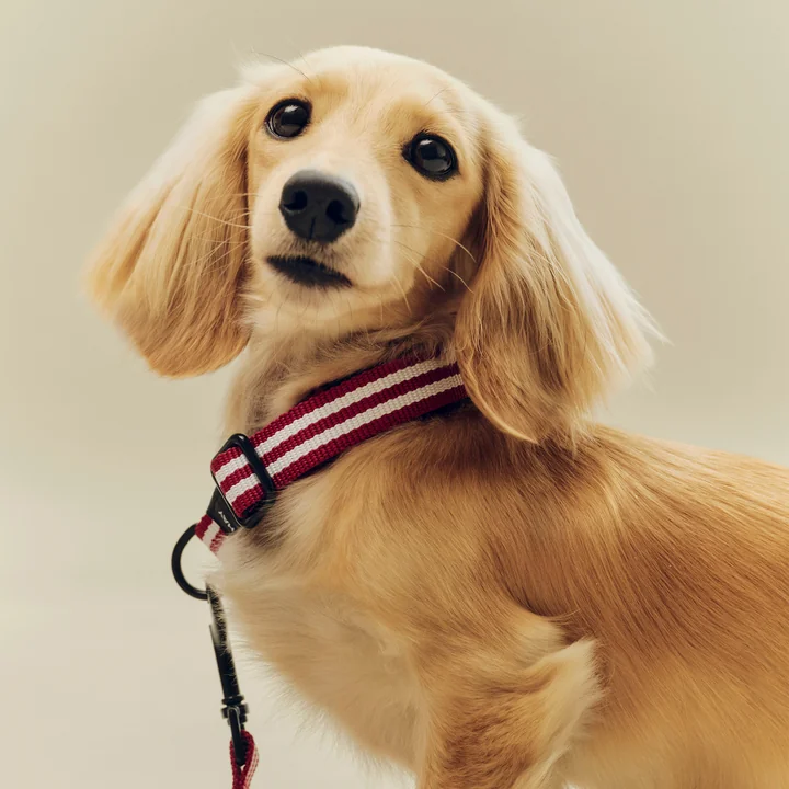 HAY - Dogs Hundehalsband, S/M, rot / weiße Streifen