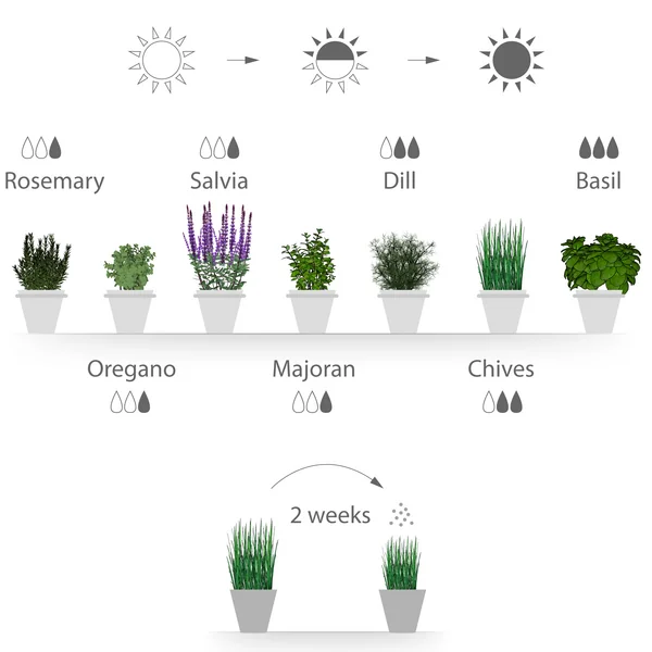 Grafik für die richtige Pflege von Kräutern in Kräutertöpfen